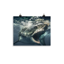 Load image into Gallery viewer, Brutus being Brutus