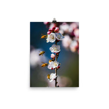 Load image into Gallery viewer, Bees on a plum tree