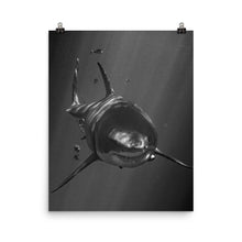 Load image into Gallery viewer, A Motley Crew