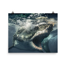 Load image into Gallery viewer, Brutus being Brutus