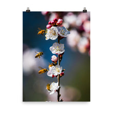 Load image into Gallery viewer, Bees on a plum tree