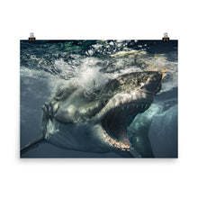 Load image into Gallery viewer, Brutus being Brutus