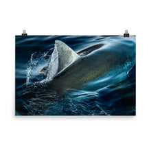 Load image into Gallery viewer, Silky White Shark
