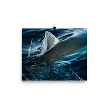 Load image into Gallery viewer, Silky White Shark