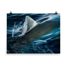 Load image into Gallery viewer, Silky White Shark