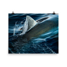 Load image into Gallery viewer, Silky White Shark