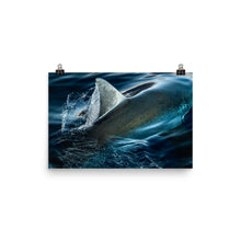 Load image into Gallery viewer, Silky White Shark