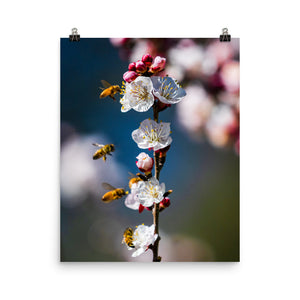 Bees on a plum tree