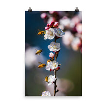Load image into Gallery viewer, Bees on a plum tree