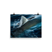 Load image into Gallery viewer, Silky White Shark