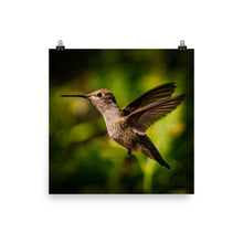 Load image into Gallery viewer, Hummingbird