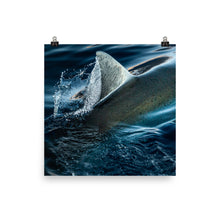 Load image into Gallery viewer, Silky White Shark